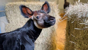 VIPs unter sich: Süßes Okapi-Baby trifft seinen berühmten Namensgeber