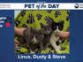 Pet of the Day: Linus, Dusty, Steve