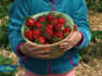 Erdbeer-Saison: Die besten Tipps fürs Selber-Pflücken