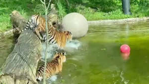 Just as moving as watching a baby take its first steps is this footage of these critically endangered tiger cubs taking their first swim. At the London Zoo, Zac and Crispin enjoyed the water while their parents Gaysha and Asim watched on. Buzz60's Maria Mercedes Galuppo has the story.