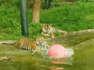 Playful Tiger Cubs Splash Around During First Swim Lesson