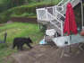 A curious black bear pokes around in this backyard garden in New Brunswick