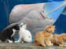 Adorable kittens looking for new home enjoy day out at aquarium