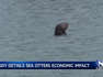 Sea otters are vital to the Moss Landing economy, new study finds