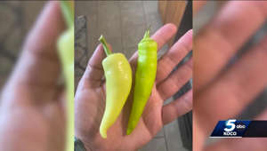 Gardeners in Oklahoma confused after purchased jalapeños grow into wrong kind of pepper