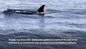 Unusual killer whale pod seen off California