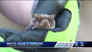 New Mexico's 1st case of fungal disease of hibernating bats