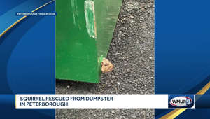 Squirrel rescued from dumpster in Peterborough