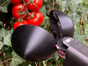 ChatGPT设计出首个机器人：专门采摘西红柿