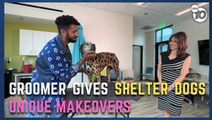 Dog groomer gives makeovers to shelter dogs being overlooked