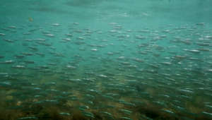 Seagrass Underwater Fish Element