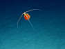 Avvistata una creatura gelatinosa a 1.400 metri di profondità. Lo stupore degli scienziati che urlano: «Wow»