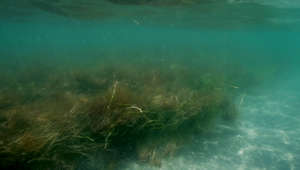Seagrass Underwater Grass