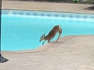 12-year-old springs to action when baby deer falls into pool