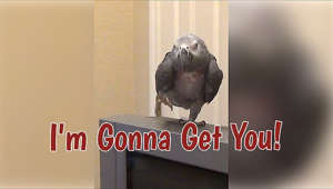 Texan parrot says "I'm gonna get you" in a hilarious Southern accent