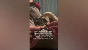 Owner Shares Heartbreaking Moment Dog Has His Last Ever Treat