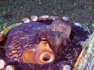 Octopus Lays Eggs Inside Seashell