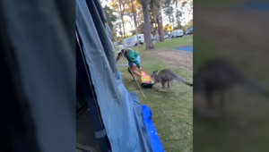 Nosey kangaroo crashes campsite, chases camper around the tent
