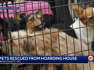 ‘Horrible conditions’: Over 60 dogs rescued from decaying home in Franklin County, Missouri