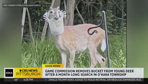 Deer with bucket stuck on head rescued in O'Hara Township