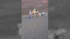 Polémica por el maltrato a una cría de camello