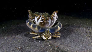 Un crabe porte une méduse sur sa tête pour se camoufler