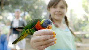 Must See! Lorikeets Are Having a Field Day Feeding on Nectar