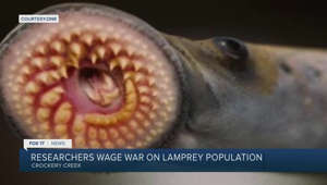 'Vampires of the Great Lakes': Sea lamprey control efforts underway in West Michigan rivers this weekend
