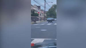 Black bear spotted running through residential street in Washington DC