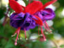 Exotic fuchsias bring drama to garden beds and patios alike.