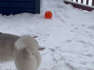 Husky Refuses to Come Inside After a Fresh Snowfall