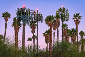 Take a second look, and you’ll spot something peculiar about some of these trees – the fact they’re not trees at all. They’re mobile phone masts in disguise, and have been popping up across the US in recent decades, including near Palm Springs airport, pictured (Picture: Annette LeMay Burke)