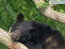Black bear captured in Washington, D.C., neighborhood
