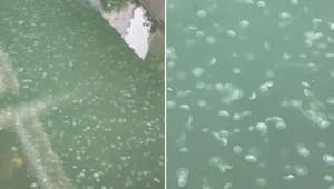 Japan: Hordes of jellyfish spotted in Yokohama river