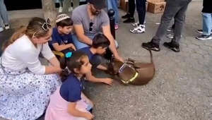 Moment lost dog reunited with family after owners spot her at adoption event