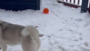Husky Refuses to Come Inside After a Fresh Snowfall