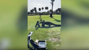 Huge alligator casually strolls through Florida golf course