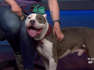 Blaze is Cleveland Animal Protective League's Pet of the Week