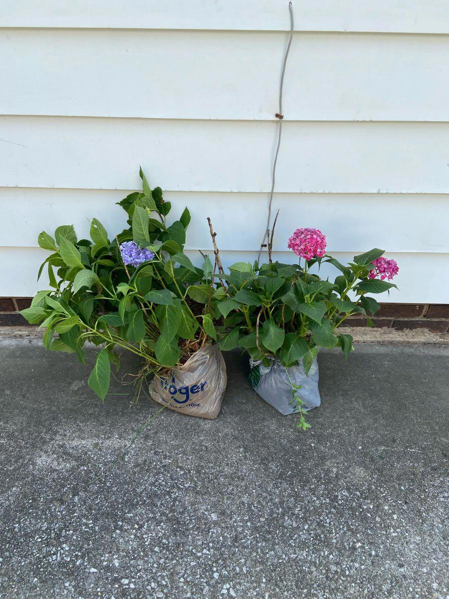 Free I Give Away These Beautiful Plants My Wife Doesn T Want Them Anymore I Give Away Now 1908
