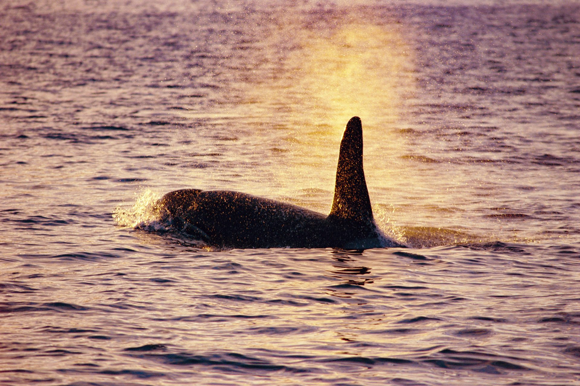 Terror en alta mar por qué las orcas han atacado a los veleros de