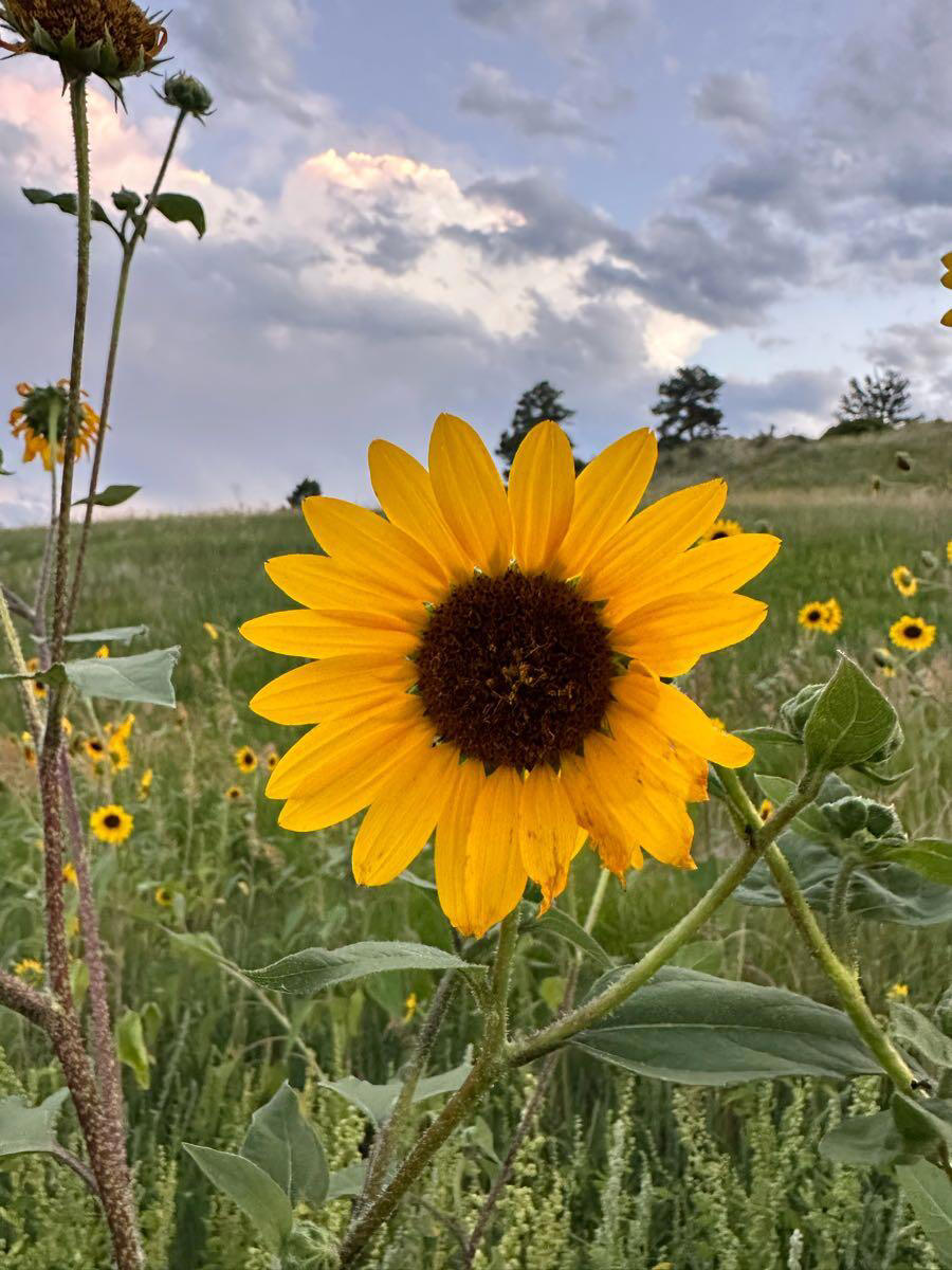 Happy National Sunflower Day!! Rockrimmon