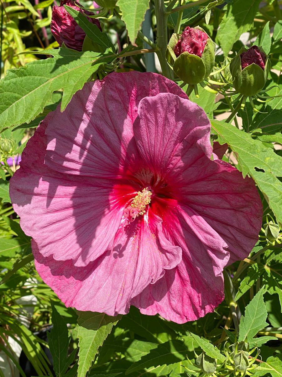 My First Hardy Hibiscus Colorberrylicious Of 2023 Bloomed All The
