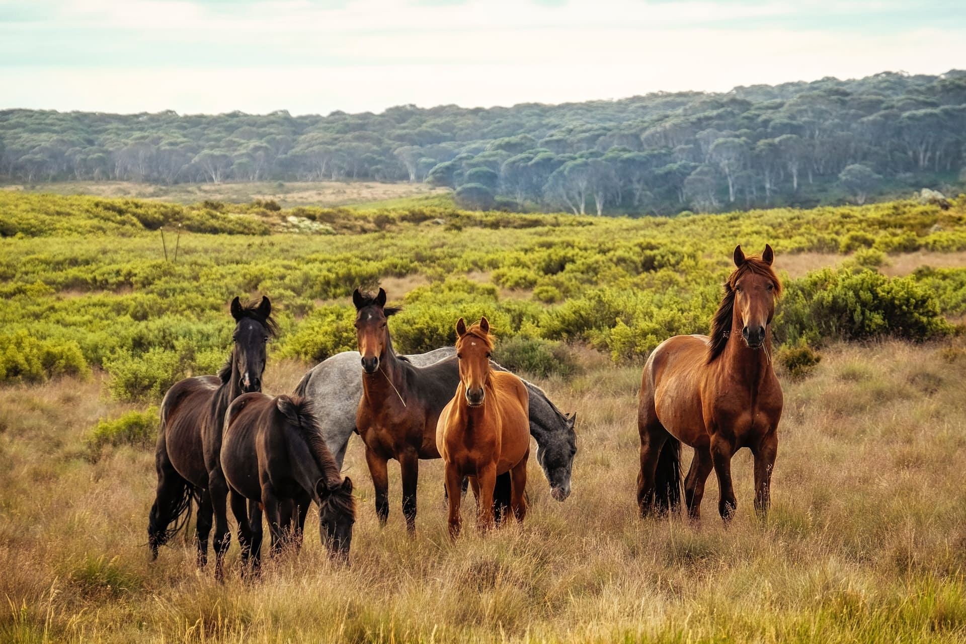 Ces Animaux Sont Les Plus Intelligents Du Monde