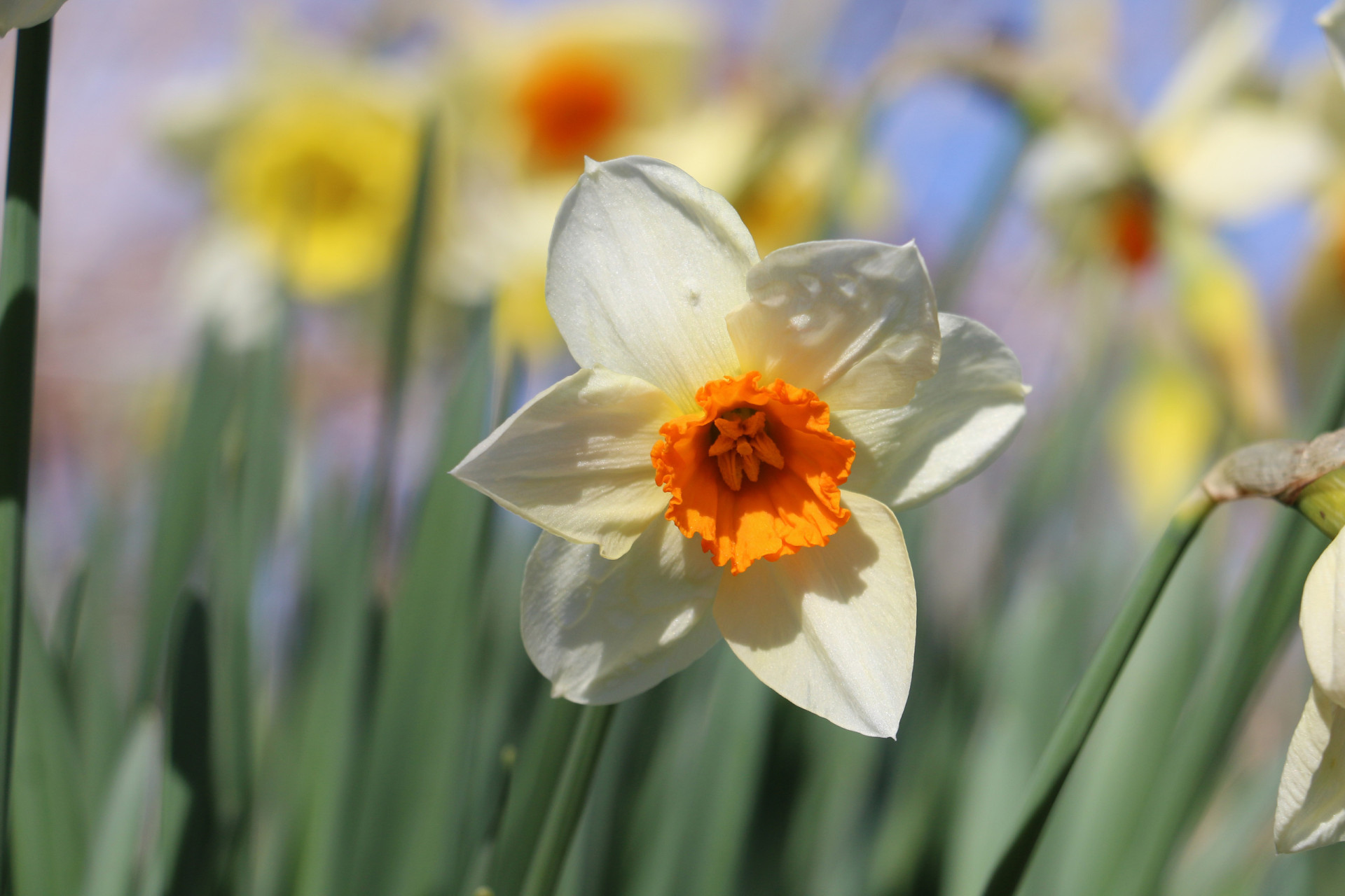 Connaissez Vous Les Fleurs De Votre Mois De Naissance