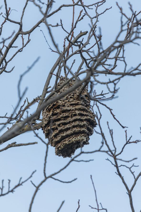 Urgent Warning As Huge Asian Hornets Nests Spotted Across Uk Mapped