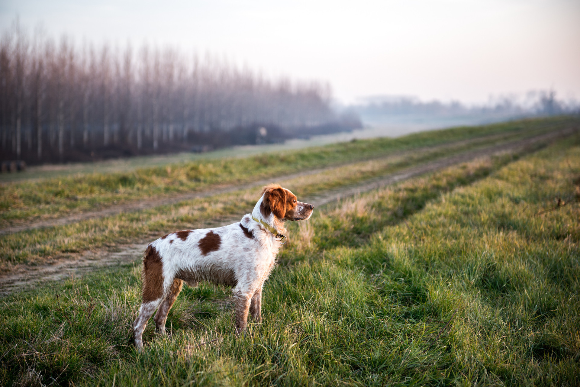 Verborgen Ziekten Waaraan Je Hond Kan Overlijden