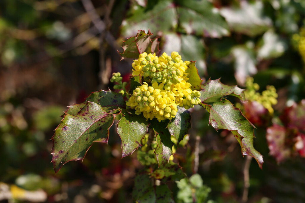 Ne Taillez Surtout Pas Ces Plantes Cet Hiver