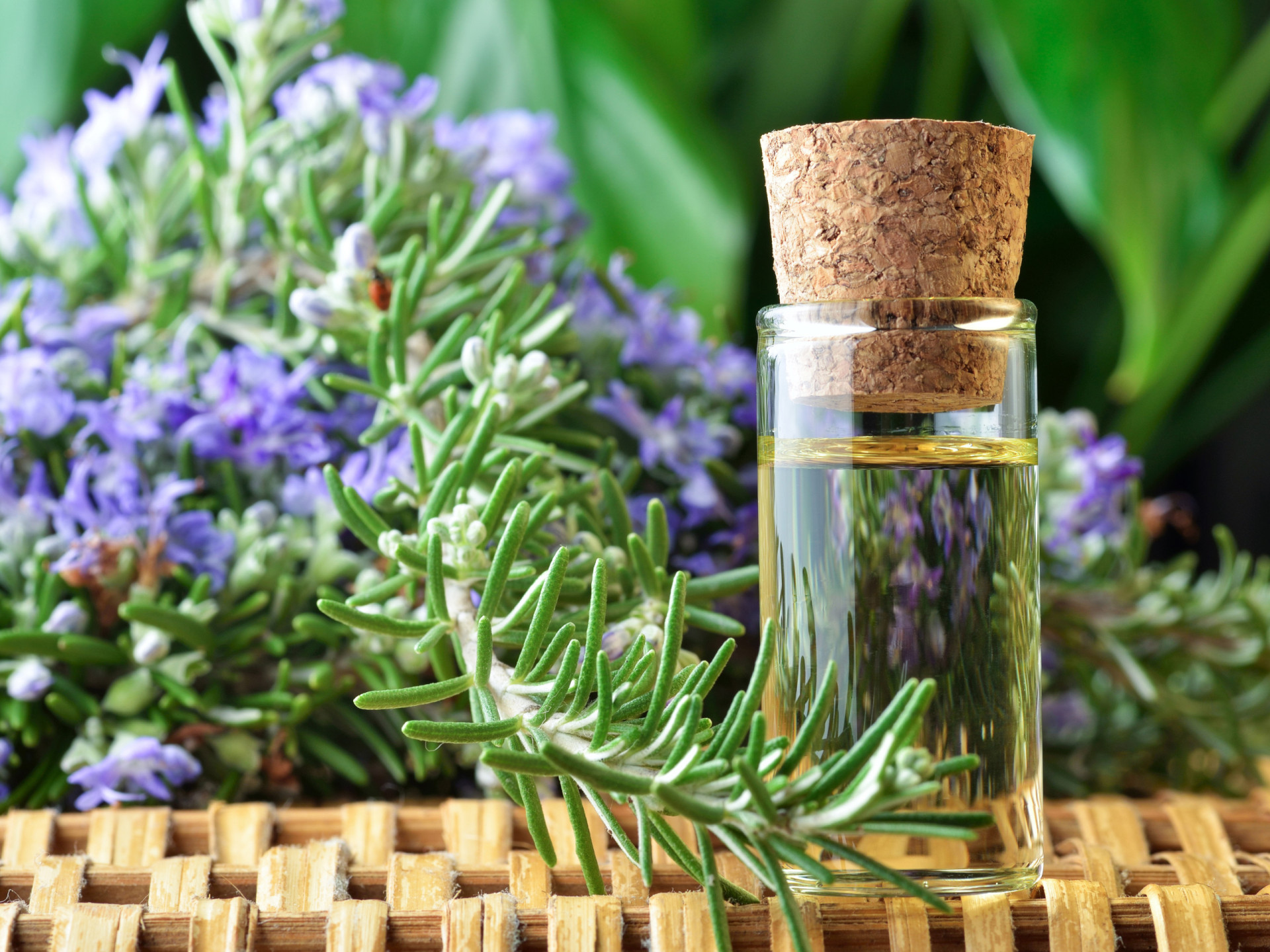 Benefits And Uses Of Rosemary Oil