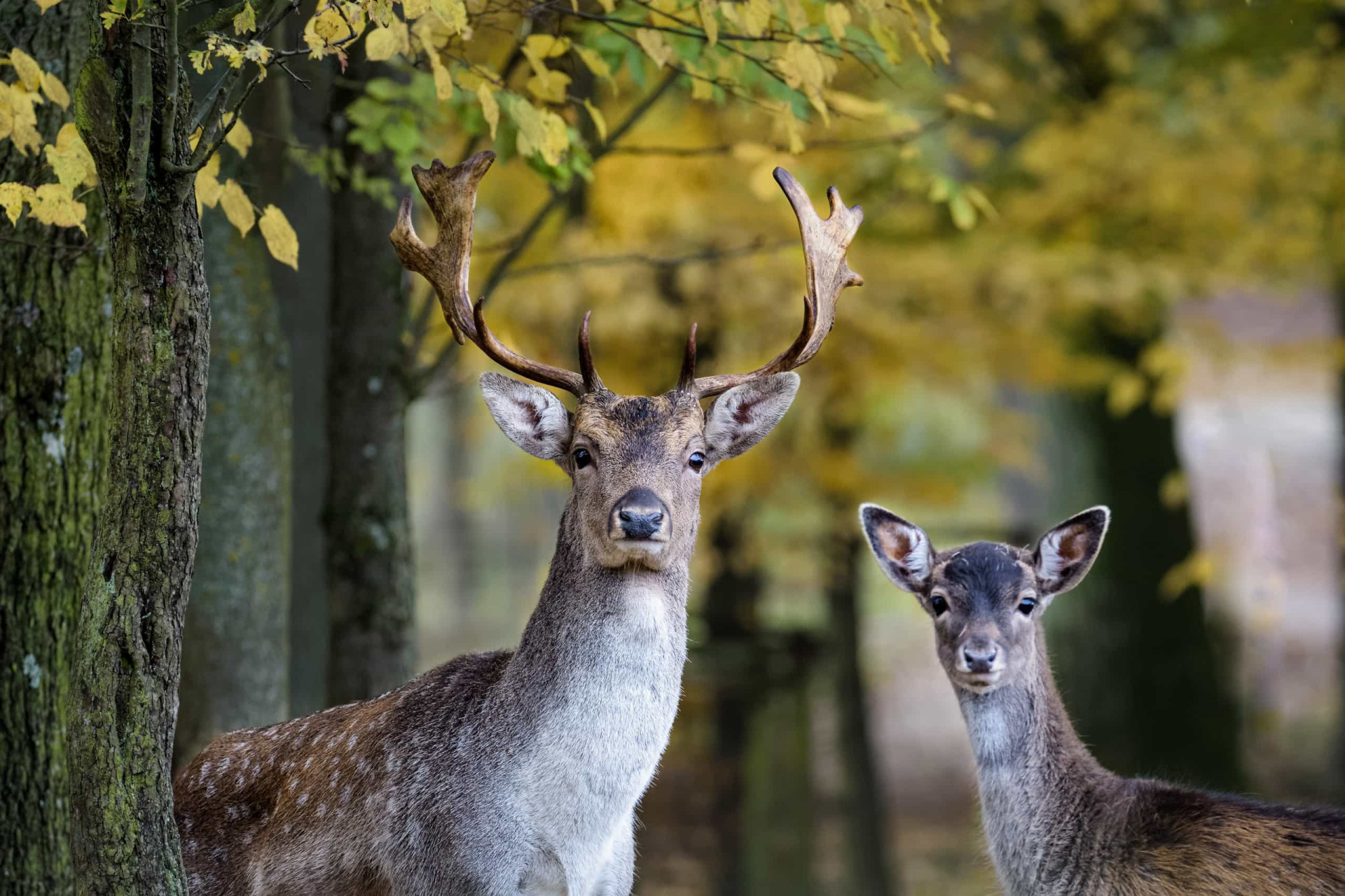 Was für und was gegen Jagd spricht