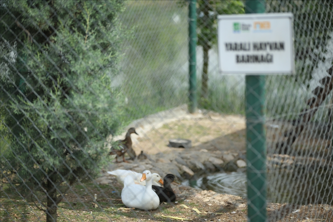 Sakarya daki tabiat parkı yaralı yaban hayvanlarına yuva oluyor